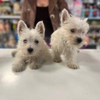 Cuccioli di west highland con pedigree ENCI