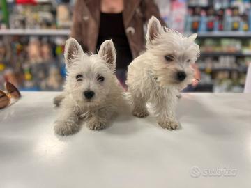 Cuccioli di west highland con pedigree ENCI