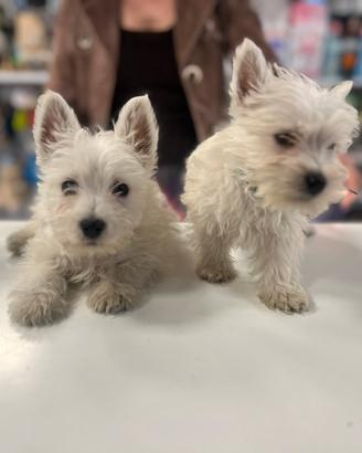 Cuccioli di west highland con pedigree ENCI