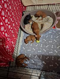 Cani pincher