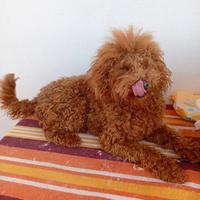 Due barboncino per monta