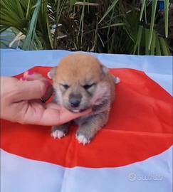 Stupendi cuccioli di Shiba