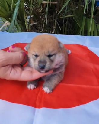 Stupendi cuccioli di Shiba