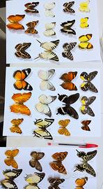 Rare Farfalle  Naturali da tutto il Mondo,Inquadra