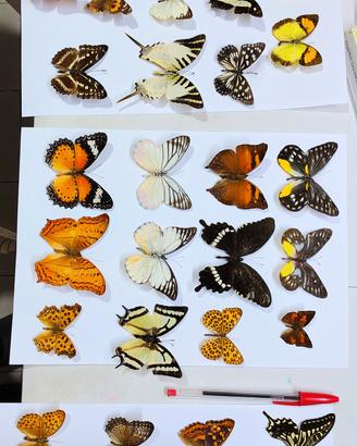 Rare Farfalle  Naturali da tutto il Mondo,Inquadra
