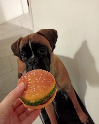 Cucciolo di boxer