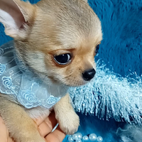 Pedro, chihuahua maschietto pedigree Enci