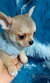 Pedro, chihuahua maschietto pedigree Enci