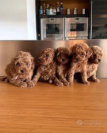 Cuccioli barboncino toy