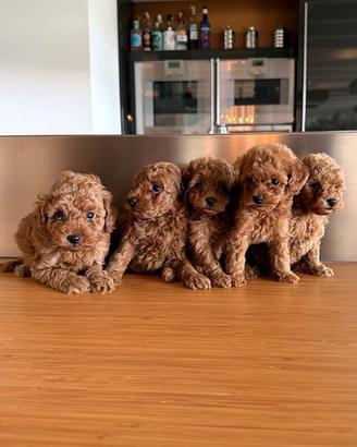 Cuccioli barboncino toy