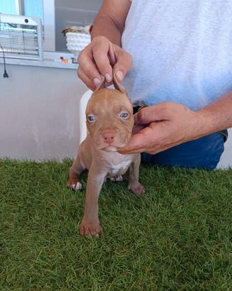 American pit bull terrier maschio lilac fawn