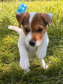 Parson Russell terrier