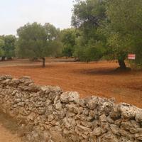 Uliveto giovane e produttivo