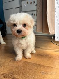 Cuccioli maltesi