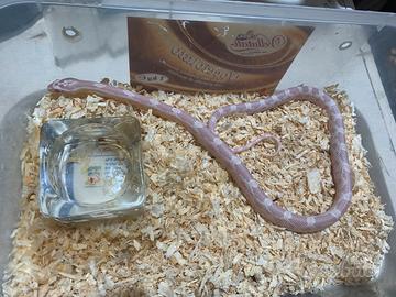 Serpenti del grano