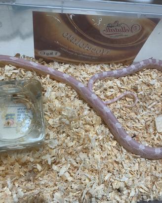 Serpenti del grano