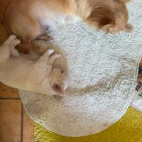 Chihuahua cuccioli amori