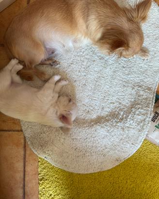 Chihuahua cuccioli amori