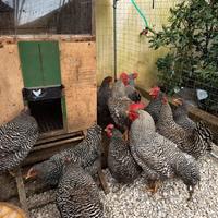 Galli galline pulcine e uova