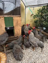 Galli galline pulcine e uova