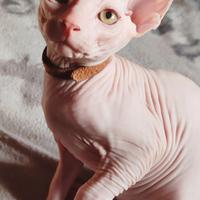 Cuccioli Canadian Sphynx