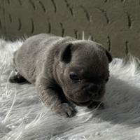 Bulldog francesi cuccioli