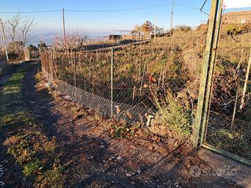 Vigneto piantato dal 2007, recintato, boschetto