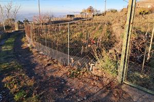 Vigneto piantato dal 2007, recintato, boschetto
