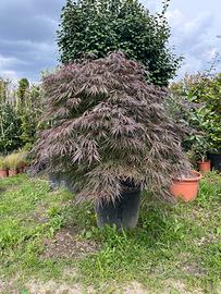 Acero giapponese, acero FG1 in vaso