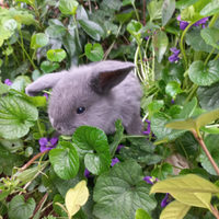 Coniglietti Ariete nani