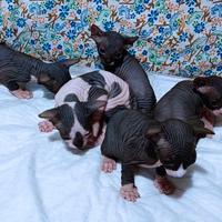 Cuccioli di sphynx trasporto in tutta italia