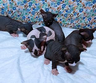 Cuccioli di sphynx trasporto in tutta italia