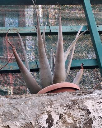 pianta Aloe