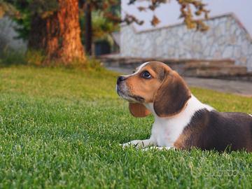 Cuccioli Beagle con pedigree