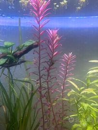 Piante acquario
