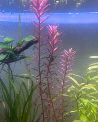 Piante acquario