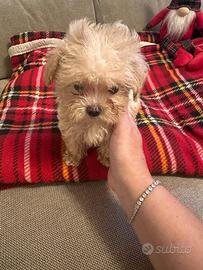 Cuccioli di Maltipoo mini mini
