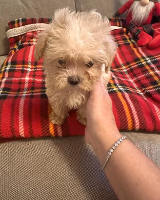 Cuccioli di Maltipoo mini mini