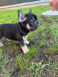 Bulldog francese