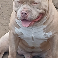 American bully