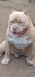 American bully