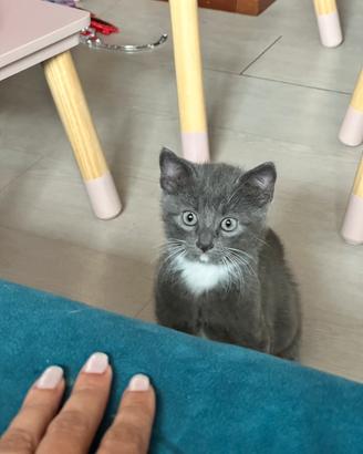 Splendido gattino