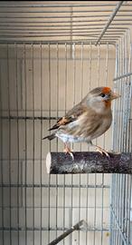 Dimantini - Incardellati