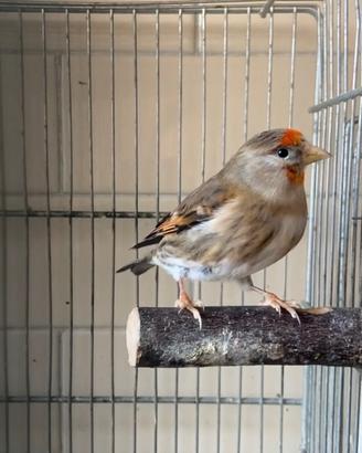 Dimantini - Incardellati