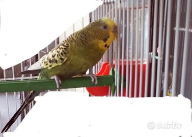 Cocorita