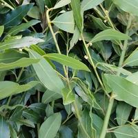 Alloro in rami per corone laurea decorazioni