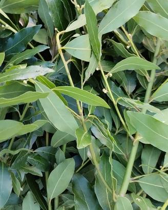 Alloro in rami per corone laurea decorazioni