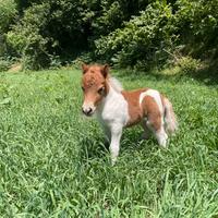 Mini shetland pezzato di 5 mesi