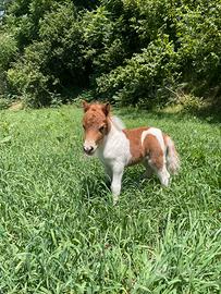 Mini shetland pezzato di 5 mesi