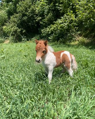 Mini shetland pezzato di 5 mesi